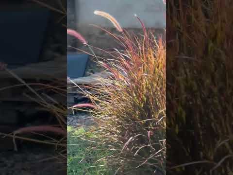 Video de Apart Bella Victoria