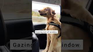 Different stages of a road trip☺️#shorts #goldenretriever#puppy  #youtubeshorts#funny