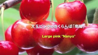 preview picture of video 'さくらんぼ狩り【大橋さくらんぼ園】　采摘櫻桃 Cherry Picking 체리따기'