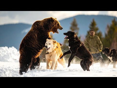 Alabai Dog Confrontation with a Brown Bear