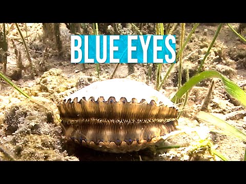 Florida bay scallops have blue eyes