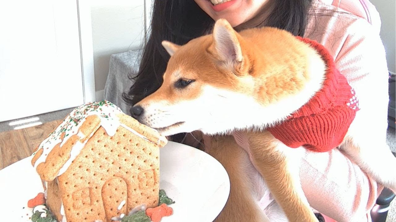 Making Ginger Bread House with my Dog Sora🍪