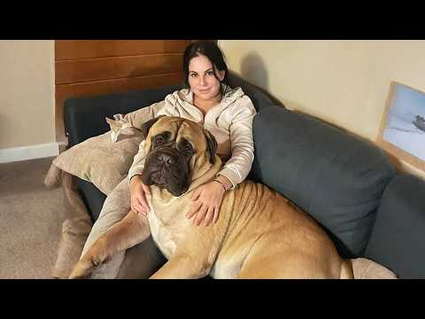 This Giant Mastiff Thinks He's a Tiny Puppy