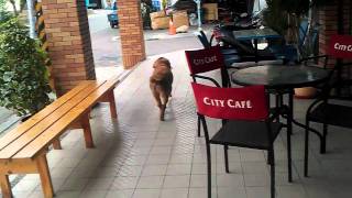 [問題] 狗真的聽得懂人話？