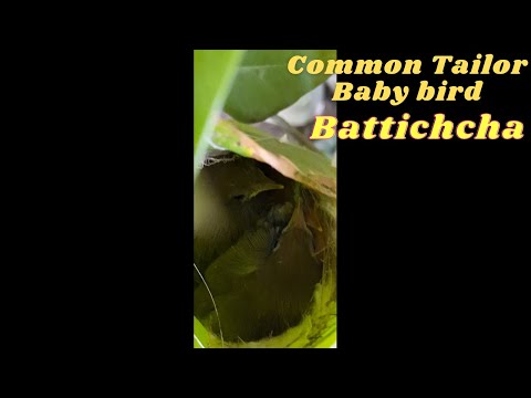 Common Tailor  Baby bird [Battichcha]
