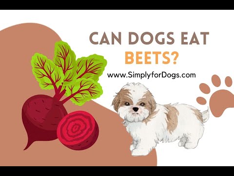 YouTube video about: How to prepare beets for dogs?