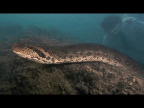 World's Largest Snake Discovered in the Amazon Rainforest