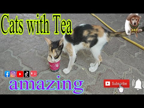 Cats With Tea Amazing  |Annimals Raji Dewan|  |Pishi Gon Chah