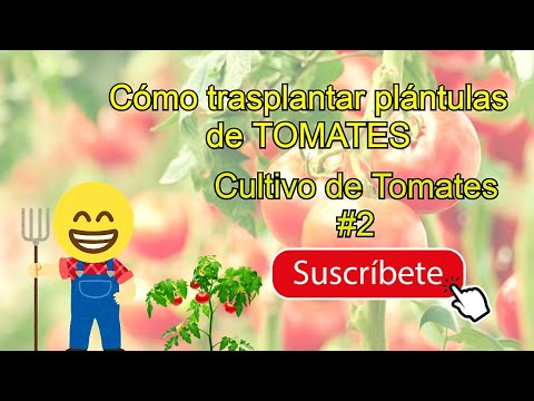 , title : 'Cómo trasplantar plántulas de TOMATES | Cultivo de Tomate #2😁'