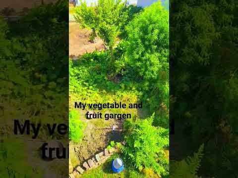 my vegetable and fruit Garden