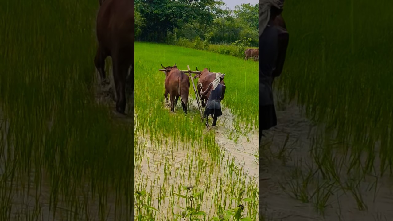 Rice Field work in Rainy 🫠 |#viralreels #trending #short