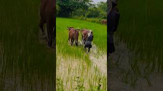 Rice Field work in Rainy 🫠 |#viralreels #trending #short
