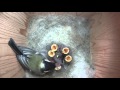 Great Tit Nestbox 2014