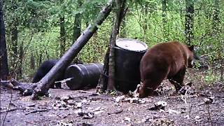 2017 The return of Claude Dallas