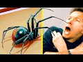 Conquer Your Fear of Spiders