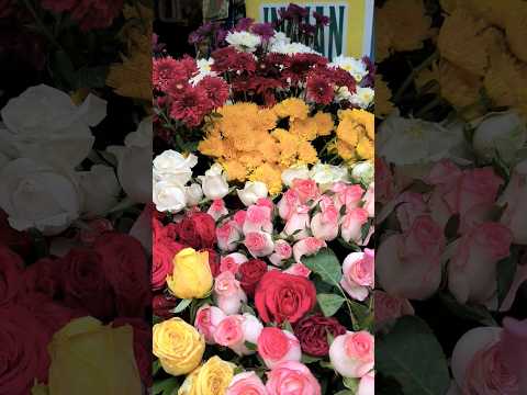 For flowers lovers ❤ #trending 🔥🔥#viral #reels #4k #flowers 🌸🌺🌻🌹🌷🌼💐#shorts