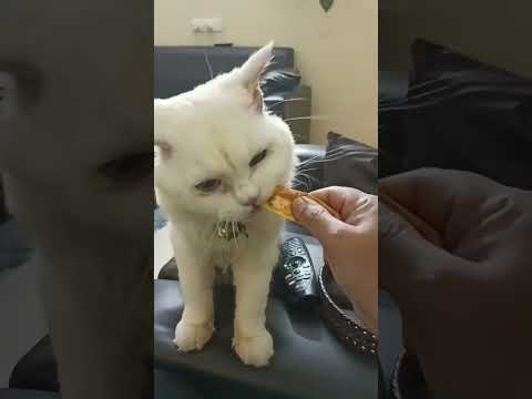 mimmi Bella Cosmo ki chala estam Aina food😺😺😺🧡