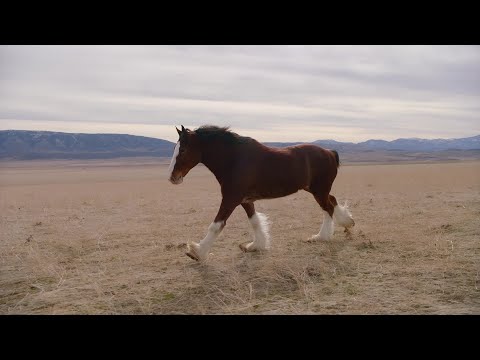 , title : 'Budweiser features a Clydesdale in its 2022 Super Bowl commercial'