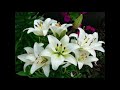 Lilin lilin Kecil - Widita & D'Tars covering Arie Koesmiran