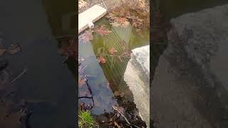 Download lagu let's all pray that this grandfathered in well will drain and work again otherwise it's 10k 🤦 mp3