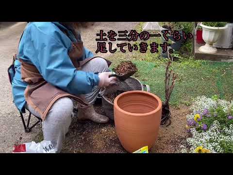 牡丹を鉢に植えて開花させるにはどうすればよいですか？  庭園