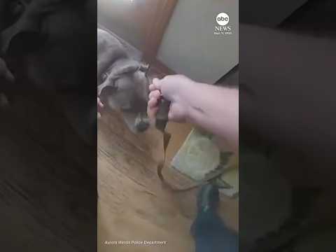 Dog leads officer to leash while being rescued from house fire