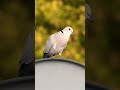 Dove call/sound #birdwatching #naturesounds #shortsvideo#short