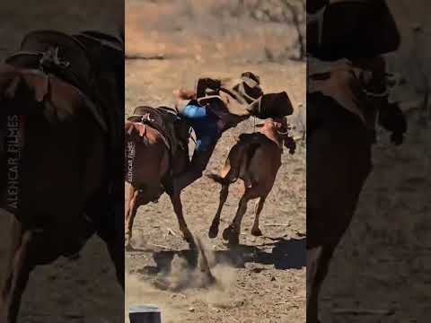Um pouco da tradicional pega de boi de Jutaí, Distrito de Lagoa Grande PE, Terra dos Vaqueiros.