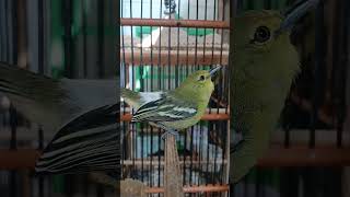 Download lagu sparing sirtu cipow mp3 Download lagu sparing sirtu cipow mp3