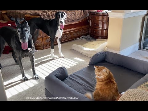 Funny Cat Takes Over Great Danes' New Jumbo Dog Bed - Cats Rule