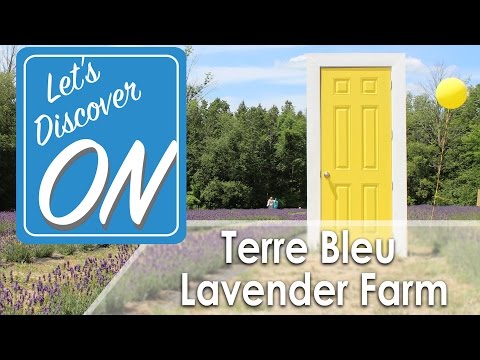 TERRE BLEU LAVENDER FARM in Milton - Let's Discover ON (Largest Lavender Field in Ontario!)