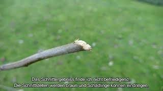 Kärcher Teleskop Heckenschere PHG 18-45 Battery - Fazit