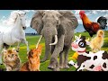 Funny Animal Sounds Elephant Cow Chicken Horse Duck Dog Cat Part 4