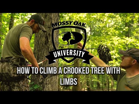 How to Climb a Crooked Tree with Limbs