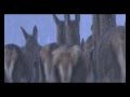 Deer In Winter