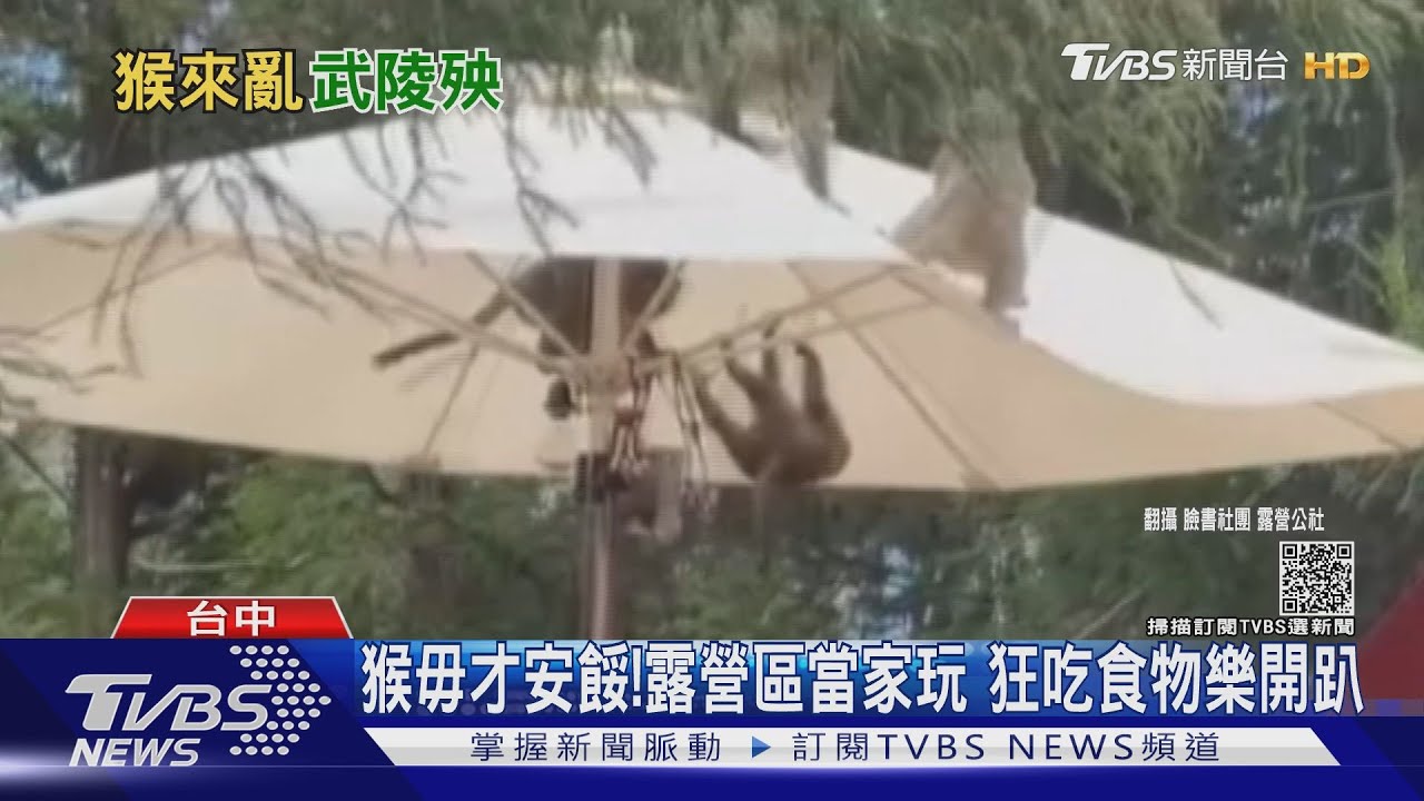 猴毋才安餒!露營區當家玩 狂吃食物樂開趴