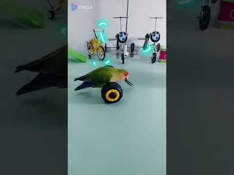 cute parrot#paki#trending#tiktok#youtube#beautiful##goalkeeper