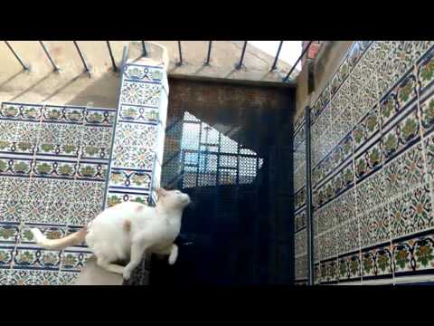 Cat jump - Slow Motion