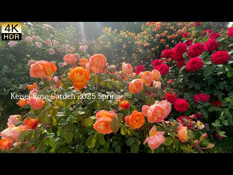 【4K HDR ROSE】Keisei Rose Garden 2025 Spring. Where roses reveal their true nature. 京成バラ園2025. バラの真髄