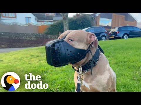 Woman Moves 9,000 Miles Away To Save Dog From UK Ban | The Dodo
