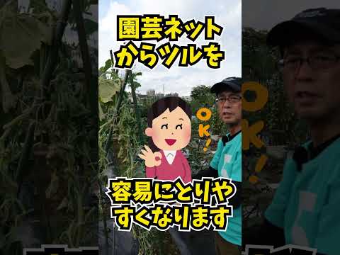 キュウリを育てるかどうか？キュウリをもっと増やすにはどうすればいいですか？  庭園