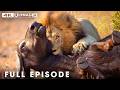 Extraordinary Animals With Greatest Fights | FULL EPISODE | Wildlife Documentary DEFAULT Thumbnail