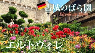 【ドイツ風景散歩】ワインとばらの町・エルトヴィレの古城のばら園 | Rosengarten der Kurfürstlichen Burg Eltville am Rhein