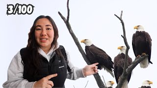 100 Bald Eagles in 2 Days? (Alaska's Bald Eagle Festival)