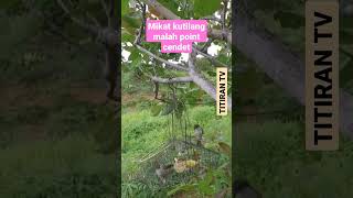 Download lagu Mikat kutilang malah point cendet mp3