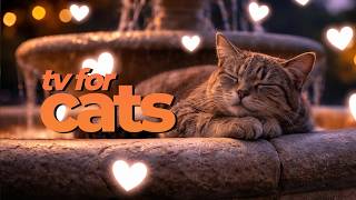 TV For Cats 🐦 Birds, Wildlife & Nature for Cats to Watch | Cat Entertainment Video