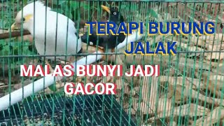 Download lagu Terapi Burung Jalak Putih || Perangsang Mental Dan Emosi || Malas Bunyi Jadi Gacor mp3 Download lagu Terapi Burung Jalak Putih || Perangsang Mental Dan Emosi || Malas Bunyi Jadi Gacor mp3