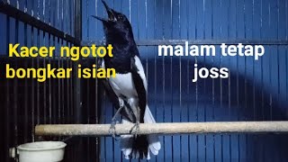 Download lagu Kacer ngotot bongkar isian, buat Kacer lain respon narung emosi.malam tetap Joss! mp3