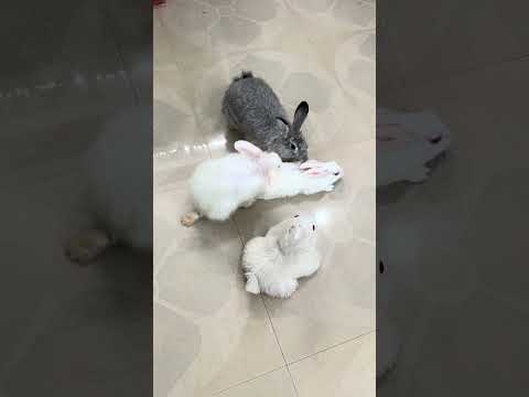Rabbit quick mating 🐰🐰#rabbit #mating #pets #bunny #shorts