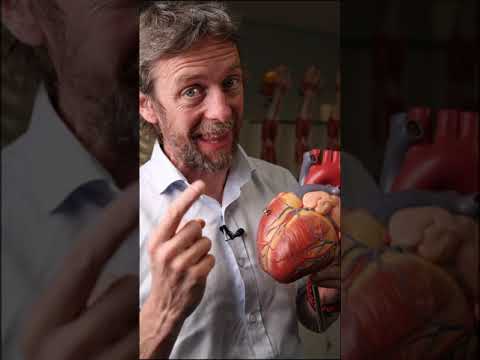 #shorts - LAD anatomy